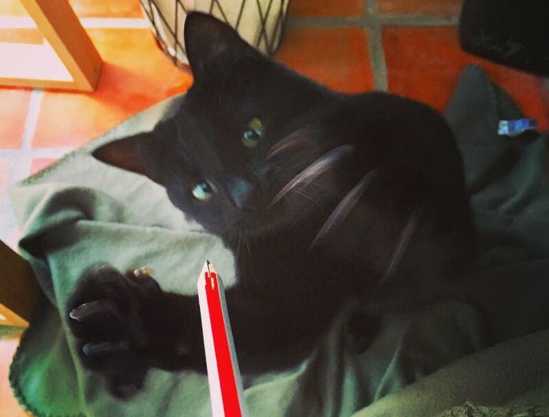 cat feline play playing black cat