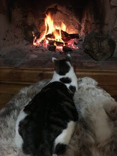 cat feline cute fire warm 