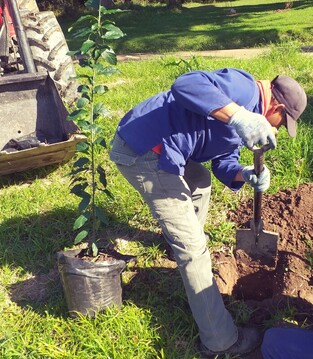 Planting of indigenous tree species(Kiggelaria Africana)
