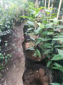 Indigenous young seedlings in a holding nursery