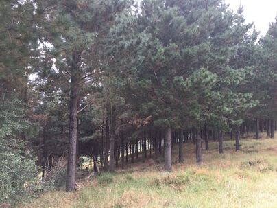 Pinus Radiata 